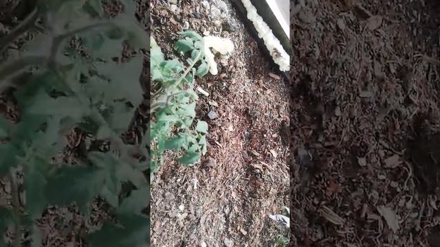 Томат Монгольский Карлик обзор в теплице. Уже цветет. смотреть онлайн