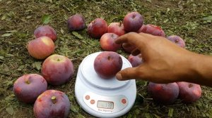 Яблоня Вильямс  Прайд / Apple William's Pride