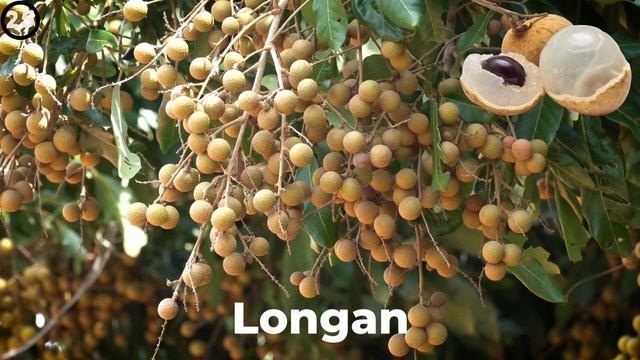 FRUITS Vocabulary ⭐ 50 Types of FRUIT from A to Z ⭐ Learn English With Ant смотреть онлайн