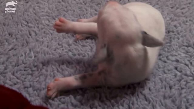 Episode Of Too Cute #1/animal Planet