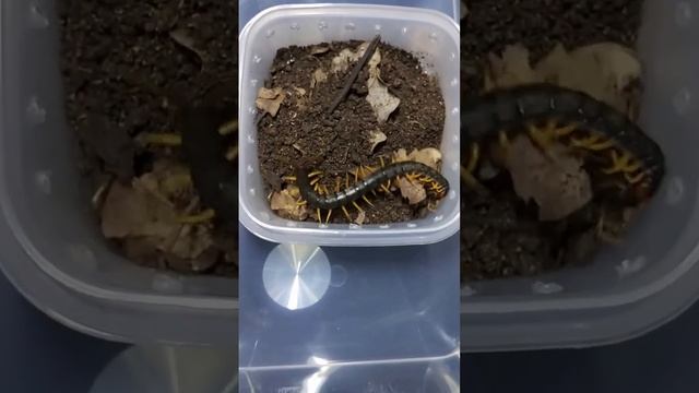 Кормление кольчатых сколопендр 5 (Scolopendra cingulata) смотреть онлайн