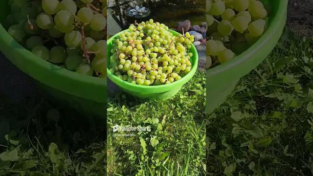 Черноплодка и виноград смотреть онлайн