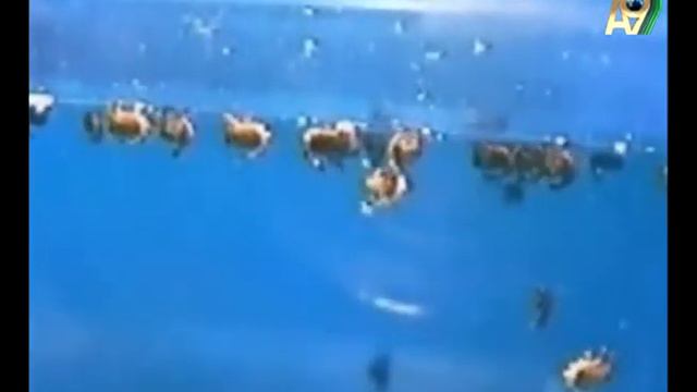 НЕОБЫКНОВЕННОЕ ПРИКЛЮЧЕНИЕ КОМАРА смотреть онлайн