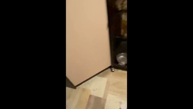 Кто ещё хочет ЗАВЕСТИ ЕНОТА дома? Полный бардак! смотреть онлайн