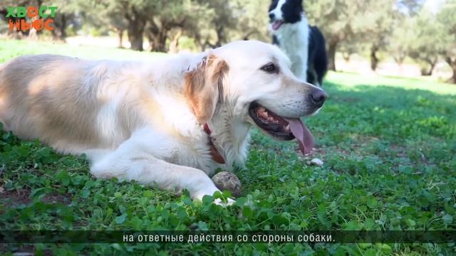 Можно ли заразить питомца зевотой? смотреть онлайн