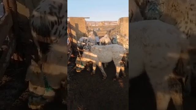 Забайкальская кучерявая. 2020 г. Жеребята в расколе. Чубарики смотреть онлайн