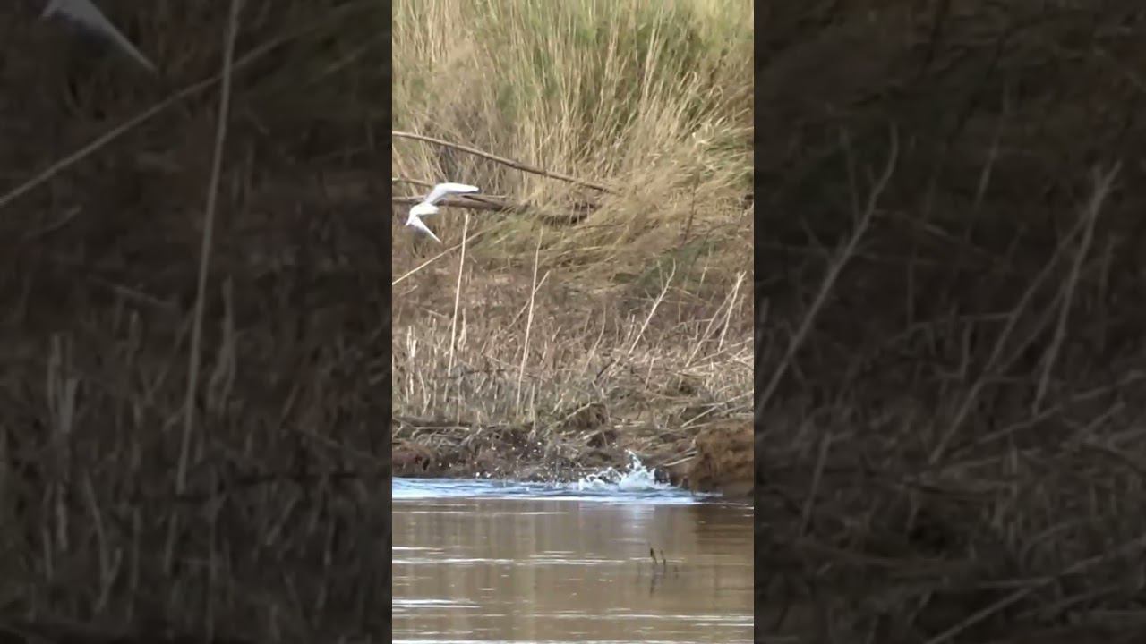 рыбалка на амуре #рыбалка #яспиннингист смотреть онлайн