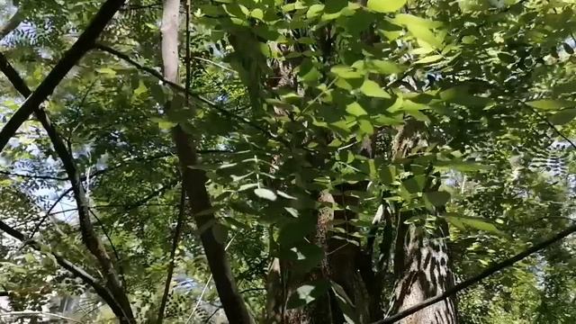 Дятел в городе. Нашли гнездо дятла во дворе многоэтажки. В мире животных. смотреть онлайн