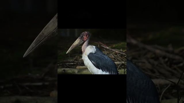 Аист Марабу смотреть онлайн
