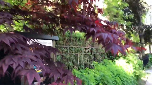 随我慢步看看多伦多市中心老区的私人花园🌺🌺 смотреть онлайн