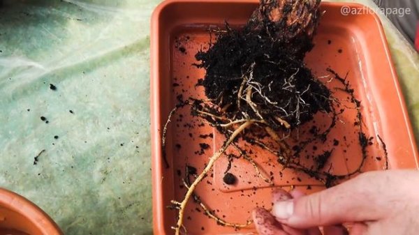 CYCAS PALM RESCUE! Yellow leaves and 0% growth for 3 YEARS - what's wrong?