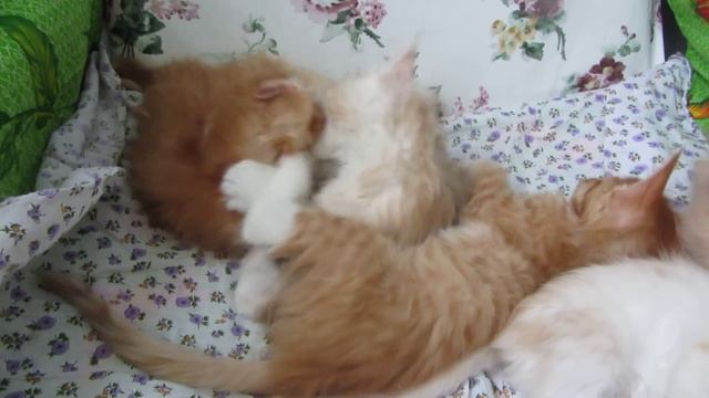 Kittens bite each other.Котята кусают друг друга. смотреть онлайн