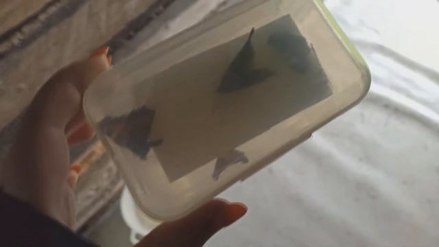 Где брать бабочек и насекомых для заливок в эпоксидную смолу смотреть онлайн