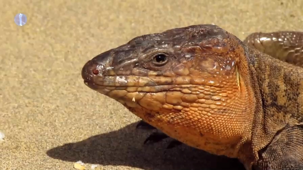 Доктор Айболит