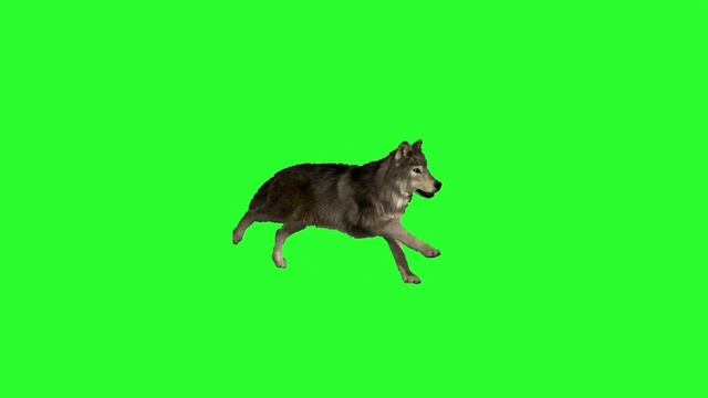 ✔️GREEN SCREEN EFFECTS: Wolf Running