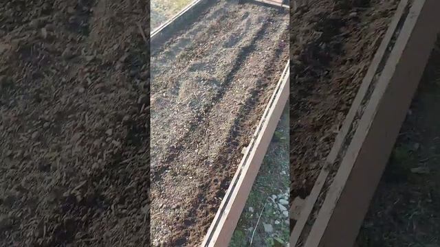 купила новый сорт редиса, обзор, изучаем) смотреть онлайн