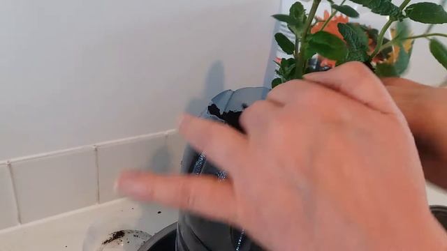 МЯТА "ЗЕЛЁНОЕ ЯБЛОКО" ТЕПЕРЬ РАСТЁТ В МОЁМ ЗИМНЕМ САДИКЕ НА БАЛКОНЕ смотреть онлайн