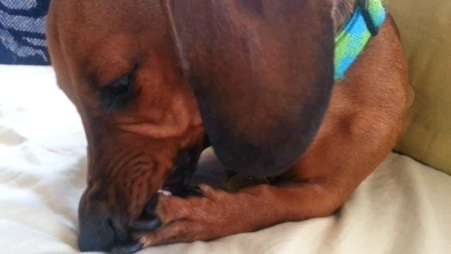 Artie the mini dachshund bothered by a prickly in his paw смотреть онлайн