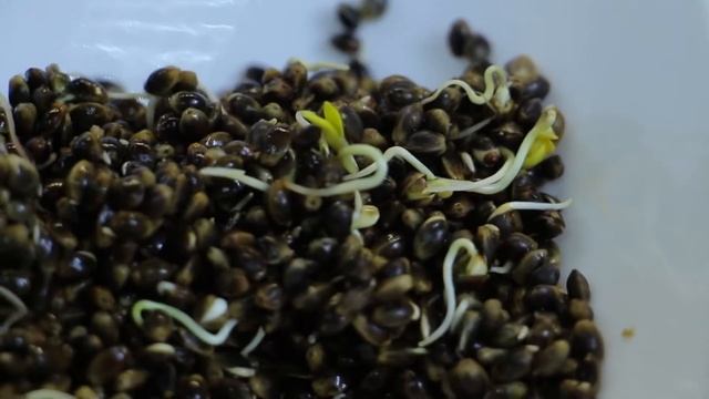 Амарант Самая полезная еда в мире смотреть онлайн