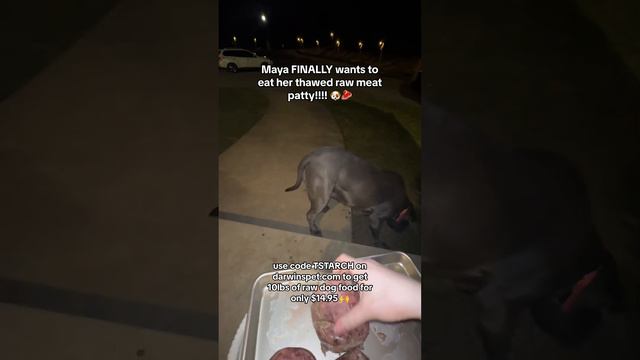 Maya FINALLY wants to eat her thawed raw meat patty!!!! 🐶🥩 #raw #dogfood #dogs #rawfood #rawdiet смотреть онлайн