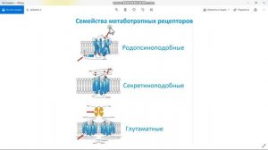 Рецепторы, сопряжённые с G-белками 002 (Part 4)