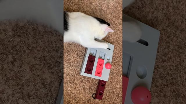 Кот играет в Trixie Cat Activity Brain Mover! #shorts #кошки #trixie смотреть онлайн