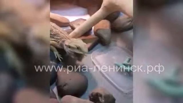 Жора – бородатая агама смотреть онлайн