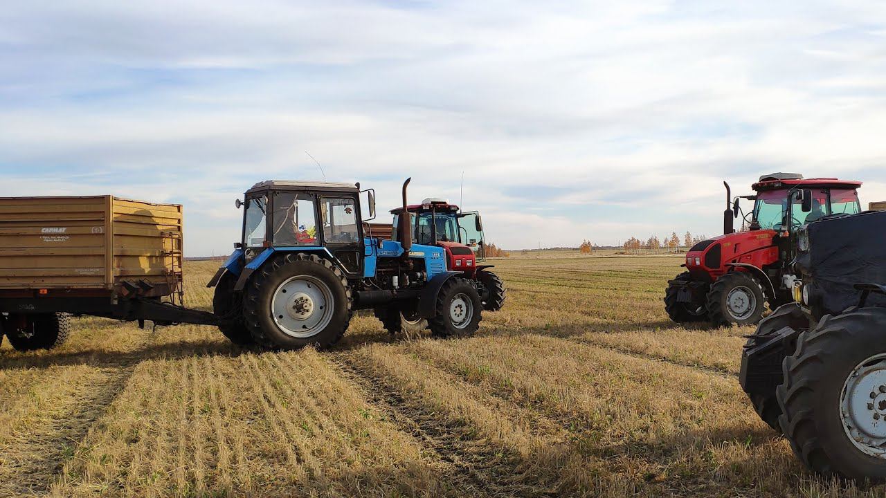 УБОРКА ЗЕРНОВЫХ. Комбайны ACROS 550, VECTOR 410 и ПАЛЕССЕ GS12. МТЗ 1523.(Сезон 2020) смотреть онлайн