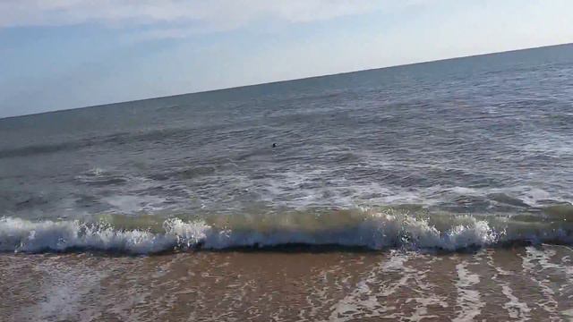 Анапа дельфины лайка смотреть онлайн