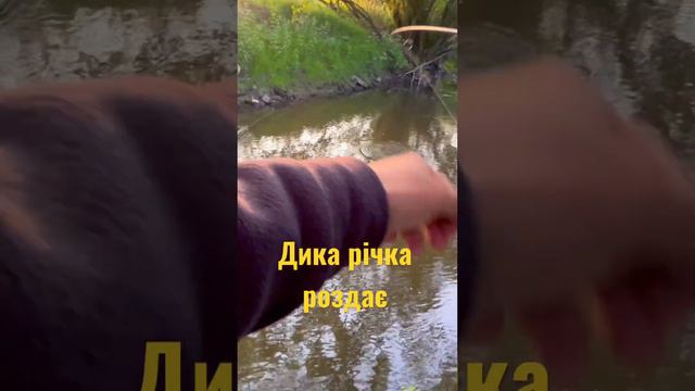 Ловля білого хижака🔥 #fishing #spinning #рибалка #рыбалка #спиннинг #chubfishing #голавль #река смотреть онлайн