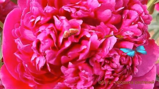 Пион травянистый Августин д'Ур (augustin d'hour) ? обзор: как сажать, саженцы пиона Августин д'Ур смотреть онлайн