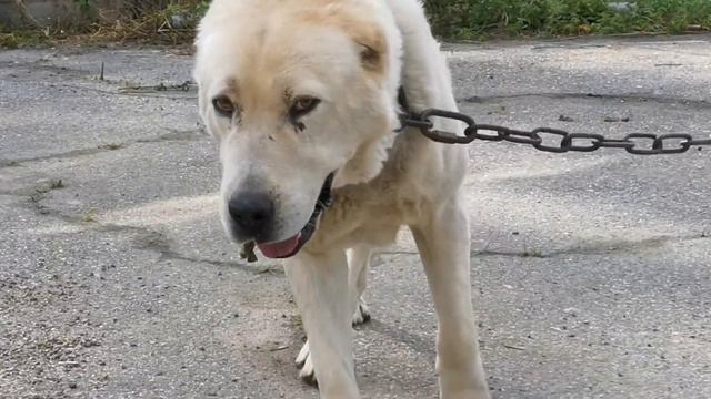 Можно ли садить собаку алабая на цепь и с какого возраста смотреть онлайн