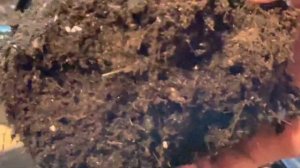 Клубневая бегония после зимы! Пробуждение и посадка!