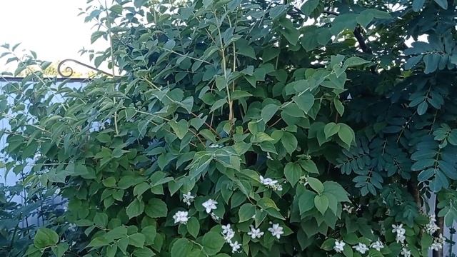 #жасмин#декоративный КУСТАРНИК НА ВСВСЕ ВРЕМЕНА!#сад#декоративные#цветение_жасмина#в_саду#сад garde смотреть онлайн