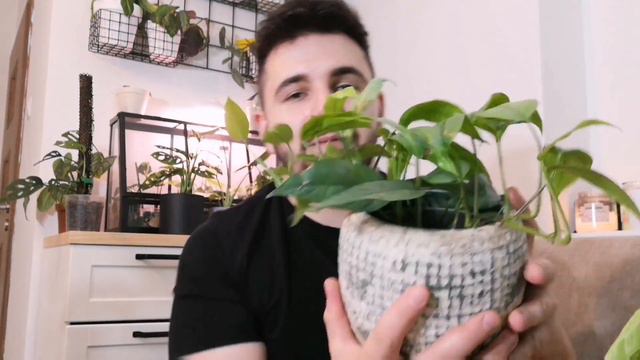 Najpiękniejsze osłonki dla roślin 🌿Porady i wskazówki 💚 смотреть онлайн