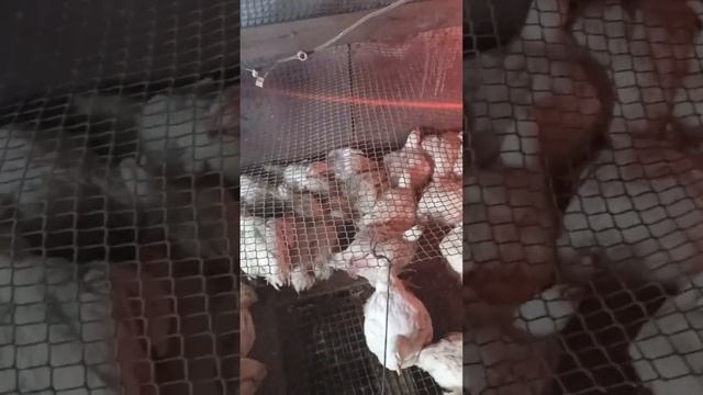 Вес бройлера в 38-40 дней//Привесы смотреть онлайн