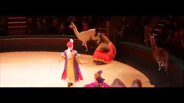 БелГосЦирк Минск Беларусь {Дрессированные верблюды и ламы Лазаров} .mp4 смотреть онлайн