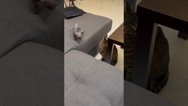 Акса. Страшно от большой волосатой кошки. смотреть онлайн