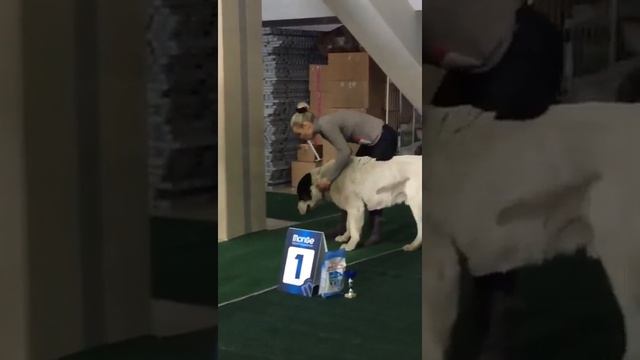 Моно САО г. Иркутск 15.02.2020 г., эксперт Марков В. М., ринг кобели класс промежуточный смотреть онлайн