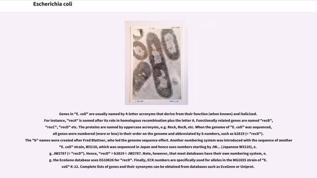 Escherichia Coli