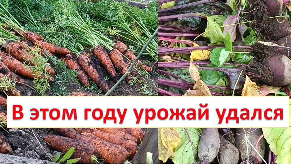 Как мы убирали свеклу и морковь смотреть онлайн