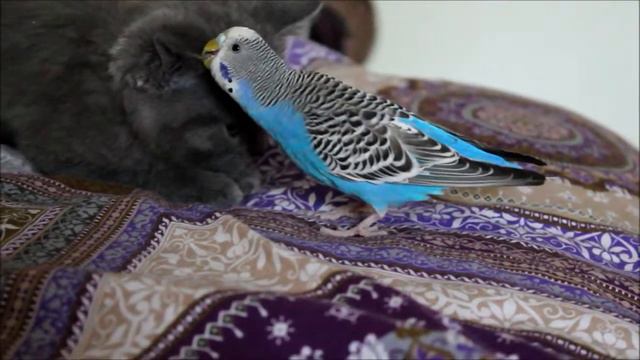 Попугай тузик и киса лапочка смотреть онлайн