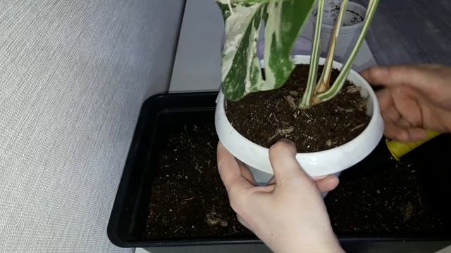 КОМНАТНЫЕ РАСТЕНИЯ(ЦВЕТЫ).МОНСТЕРА И ФИЛОДЕНДРОН. смотреть онлайн