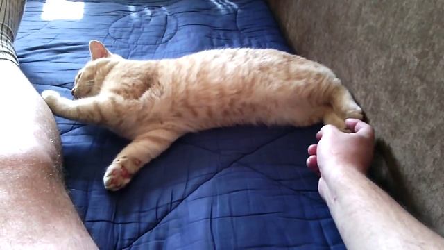 Разозлил кота смотреть онлайн