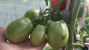 Томат Банановый и Гусиное яйцо,обзор