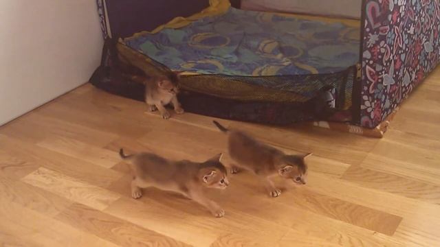 Абиссинские котята и кошки. Дикий окрас смотреть онлайн