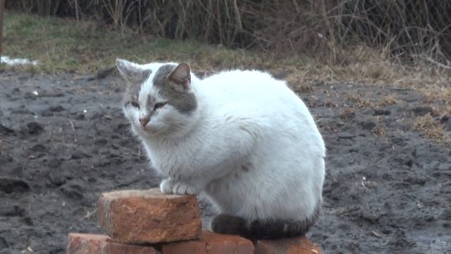 Как наша Манька гуляла смотреть онлайн