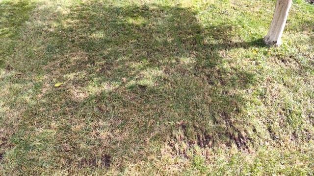 Уход за газоном - Вертикуляция/Скарификаций (Bosch AVR 1100) и Подсев газона. Видео №19 (25.09.2021 смотреть онлайн