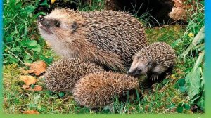 Звери весной