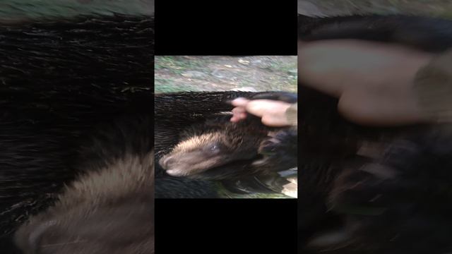 За этот ролик меня заблокировали на Ютубе. смотреть онлайн